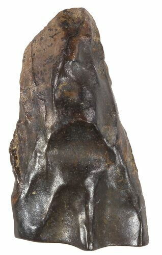 Triceratops Shed Tooth - Montana #53628
